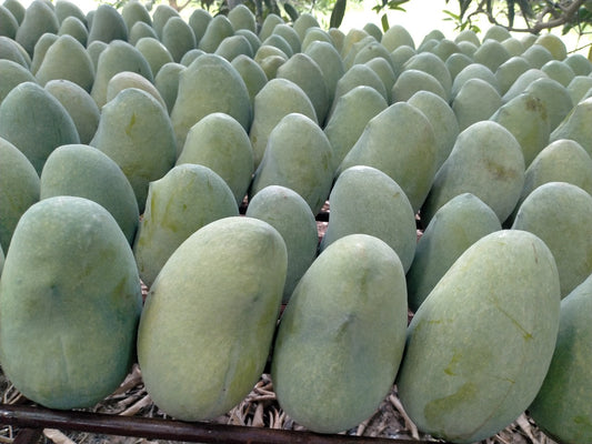 S.B Chaunsa Mango 5Kg Box