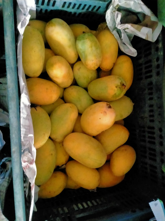 Dusshri Mango 5Kg Box